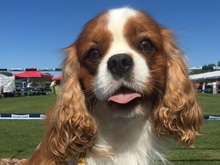 GERALD, Hund, Cavalier King Charles Spaniel in Ungarn