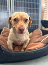 SIMBA, Hund, Mischlingshund in Baesweiler