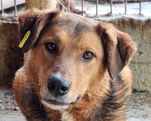 YULANI, Hund, Mischlingshund in Rumänien