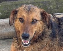 YULANI, Hund, Mischlingshund in Rösrath