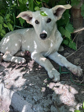 DULCE, Hund, Mischlingshund in Rumänien