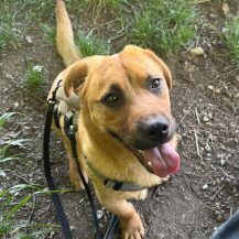 SAMU, Hund, Mischlingshund in Schwabach