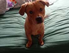 RUBIN, Hund, Mischlingshund in Kiel