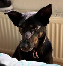 SARINA, Hund, Mischlingshund in Jürgenshagen