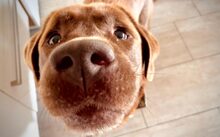 COPPER, Hund, Labrador Retriever-Mix in Bokholt-Hanredder