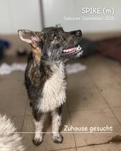 SPIKE, Hund, Mischlingshund in Rumänien