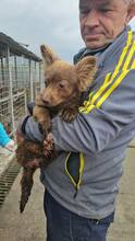 MAIKA, Hund, Mischlingshund in Rumänien