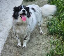 AMALIA, Hund, Mischlingshund in Pottenstein