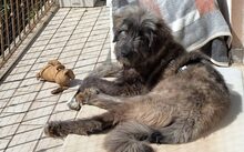 AXL, Hund, Herdenschutzhund-Mix in Gossersweiler-Stein