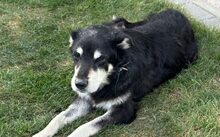 IKARUS, Hund, Mischlingshund in Dollnstein