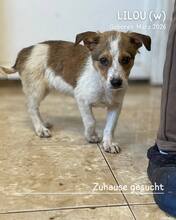 LILOU, Hund, Mischlingshund in Rumänien