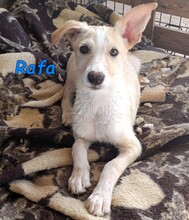 RAFA, Hund, Podenco in Spanien
