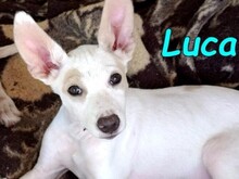 LUCA2, Hund, Podenco in Spanien