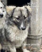 MISHA, Hund, Mischlingshund in Rumänien