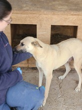SHARON, Hund, Mischlingshund in Rumänien