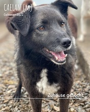 CAELAN, Hund, Mischlingshund in Rumänien