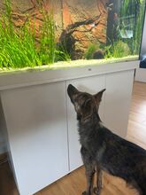 MILA, Hund, Mischlingshund in Ötigheim