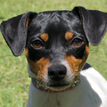 AMY FLOH, Hund, Pinscher-Mix in Lauf
