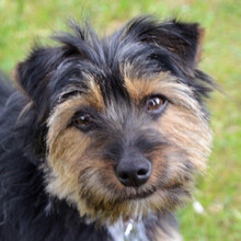 ELZA, Hund, Yorki-Mix in Lauf