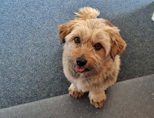 COCA, Hund, Mischlingshund in Hamburg