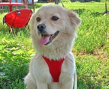 FLÖCKCHEN, Hund, Mischlingshund in Berlin