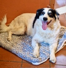 NAIME, Hund, Mischlingshund in Wuppertal