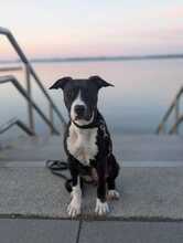 NOLA, Hund, Pit Bull Terrier in Lahnstein