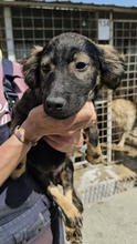 BANJO, Hund, Mischlingshund in Berg