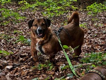 RUDI, Hund, Mischlingshund in Starnberg
