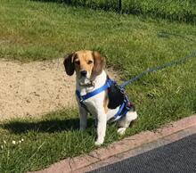 NICOLA, Hund, Mischlingshund in Jork