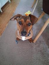 CATANIA, Hund, Mischlingshund in Hamburg