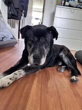 TABARIN, Hund, Mischlingshund in Hamburg