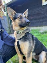 BOLLERIA, Hund, Mischlingshund in Seevetal