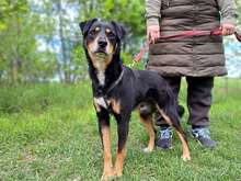 MARTIN, Hund, Berner Sennenhund-Mix in Maisach