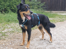 MARTIN, Hund, Berner Sennenhund-Pinscher-Mix in Maisach