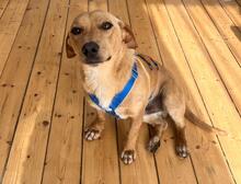 EMANUEL, Hund, Mischlingshund in Hamburg