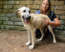 NESPIK, Hund, Mischlingshund in Italien