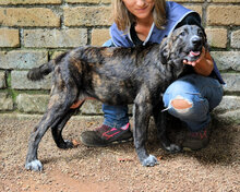 NEMY, Hund, Mischlingshund in Italien