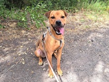 BARNUS, Hund, Shar Pei-Pinscher-Mix in Maisach