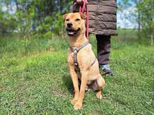 BARNUS, Hund, Shar Pei/Labrador-Mix in Ungarn