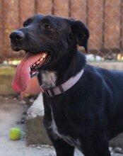 XENA, Hund, Mischlingshund in Kroatien