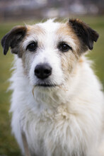 PIPPIN, Hund, Mischlingshund in Bad Urach
