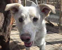 BLANCO, Hund, Mischlingshund in Rumänien