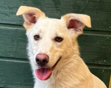 BLANCO, Hund, Mischlingshund in Rösrath