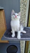 TAKUMI, Katze, Europäisch Kurzhaar-Mix in Hamburg