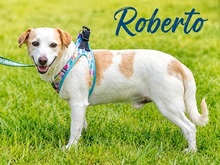 ROBERTO, Hund, Mischlingshund in Portugal