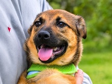 ALVA, Hund, Mischlingshund in Portugal