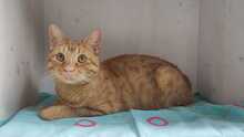 SMOKI, Katze, Hauskatze in Kirchheim