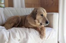 MARS, Hund, Mischlingshund in Hohenschäftlarn