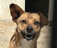 ROSI, Hund, Mischlingshund in Deidesheim